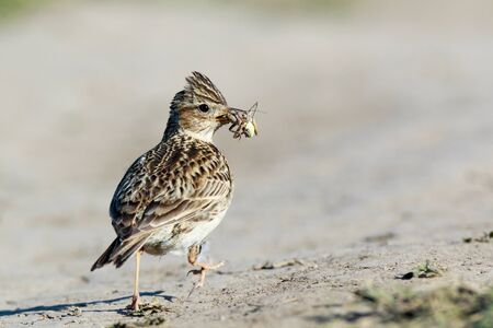 Skylark (Alauda arvensis). Russia. Russia, the Ryazan region (Ryazanskaya oblast), the Pronsky District.の写真素材