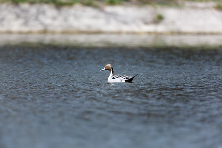 Northern Pintail (Anas acuta). Russia, Moscow, Timirjazevsky park.の写真素材