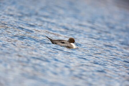 Northern Pintail (Anas acuta). Russia, Moscow, Timirjazevsky park.の写真素材