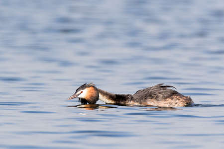 Russia. Russia, the Ryazan region (Ryazanskaya oblast), the Pronsky District. Great Crested Grebe...