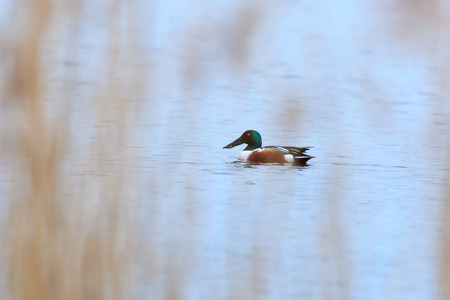 Northern Shoveler (Anas clypeata). Moscow region, Russiaの写真素材