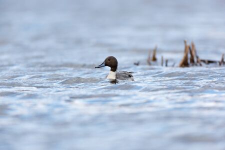 Northern Pintail (Anas acuta). Russia, Moscow, Timirjazevsky park.の写真素材