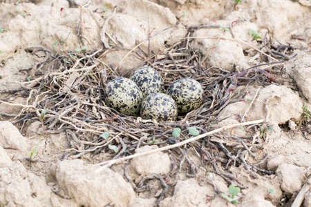 Vanellus vanellus. The nest of the Lapwing in nature.の写真素材
