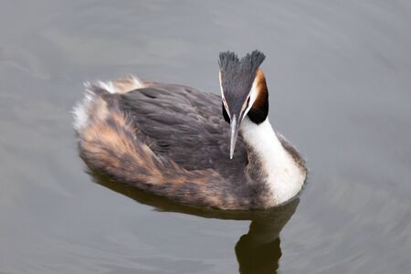 Germany, Berlin. Great Crested Grebe (Podiceps cristatus).の写真素材