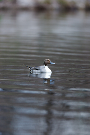 Northern Pintail (Anas acuta). Russia, Moscow, Timirjazevsky park.の写真素材