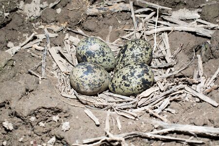 Vanellus vanellus. The nest of the Lapwing in nature.の写真素材