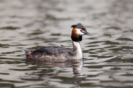Germany, Berlin. Great Crested Grebe (Podiceps cristatus).の写真素材