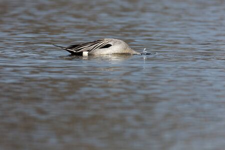 Northern Pintail (Anas acuta). Russia, Moscow, Timirjazevsky park.の写真素材