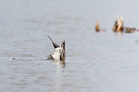 Northern Pintail (Anas acuta). Russia, Moscow, Timirjazevsky park.の写真素材