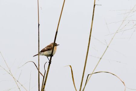 Stonechat (Saxicola torquata). Russia, Sochi (Adler).の写真素材