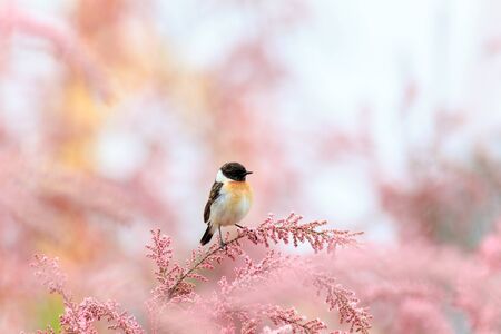 Stonechat (Saxicola torquata). Russia, Sochi (Adler).