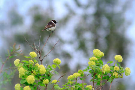 Stonechat (Saxicola torquata). Russia, Sochi (Adler).の写真素材