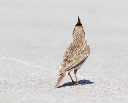 Crested Lark (Galerida cristata). Russia, Sochi (Adler).