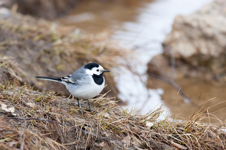 White Wagtail (Motacilla alba) in Nature. Russia.の写真素材