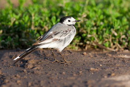 White Wagtail (Motacilla alba) in Nature. Russia.の写真素材