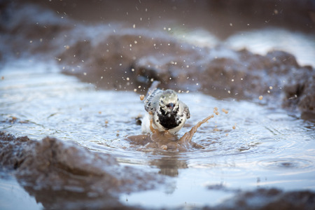White Wagtail (Motacilla alba) in Nature. Russia.の写真素材