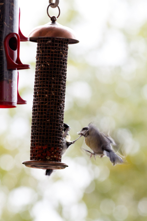 Birdfeeder. Great Tit (Parus major)の写真素材
