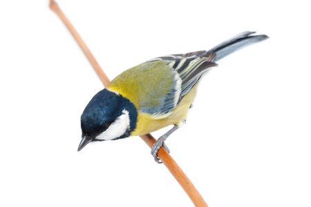Great Tit in front of white background, isolated. (Parus major).の写真素材