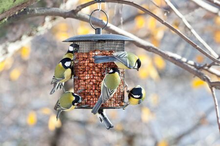 Birdfeeder. Great Tit (Parus major)の写真素材