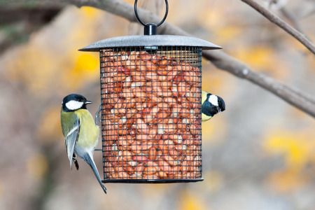 Birdfeeder. Great Tit (Parus major)の写真素材