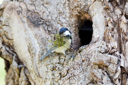 Germany, Berlin.  Great Tit (Parus major). The nest of the Great Tit in nature.の写真素材