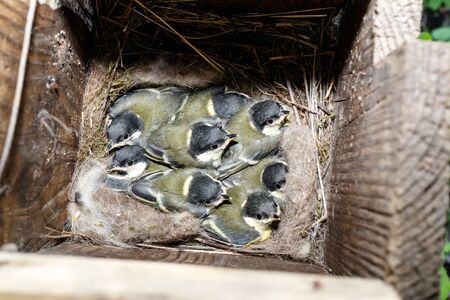 Parus major. The nest of the Great Tit in nature. Russia. Russia, the Ryazan region (Ryazanskaya oblast), the Pronsky District.の写真素材