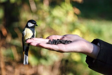 ??????, ????????????? ????. Timirjazevsky park, Moscow. Russia.の写真素材
