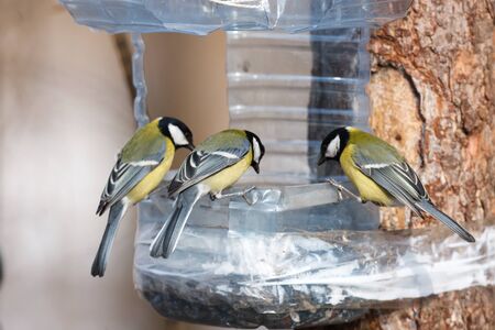 Timirjazevsky park, Moscow. Russia. Great Tit (Parus major).の写真素材