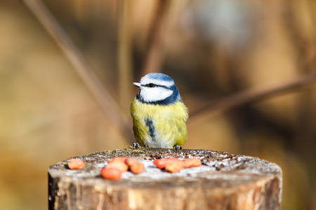 Timirjazevsky park, Moscow. Russia. Blue tit (Parus caeruleus).