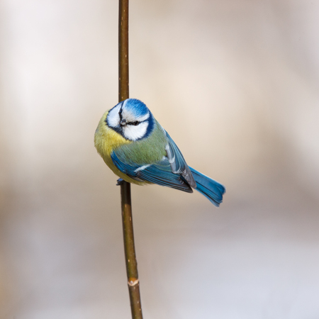 Timirjazevsky park, Moscow. Russia. Blue tit (Parus caeruleus).の写真素材