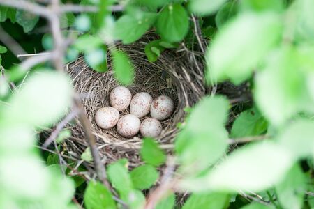 Russia, the Ryazan region (Ryazanskaya oblast), the Pronsky Districtの写真素材