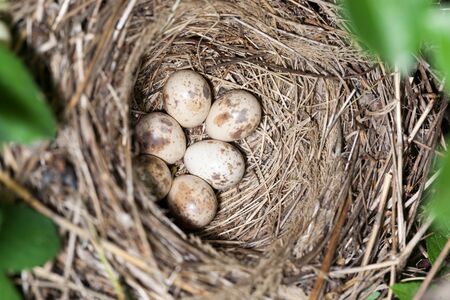 Russia, the Ryazan region (Ryazanskaya oblast), the Pronsky Districtの写真素材