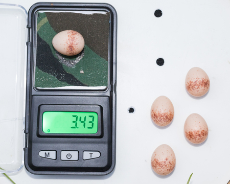 Russia, the Ryazan region (Ryazanskaya oblast), the Pronsky Districtの写真素材