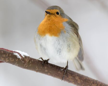 Robin (Erithacus rubecula) in the nature.