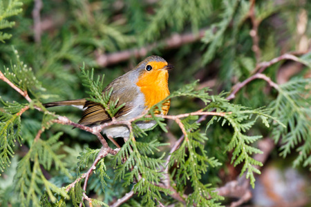 Robin (Erithacus rubecula) in the nature.