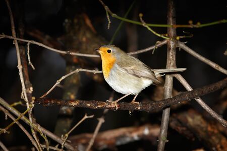 Robin (Erithacus rubecula) in the nature.
