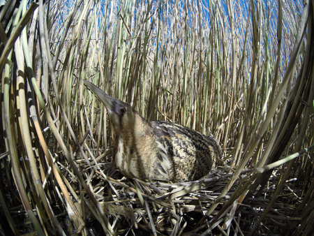 Botaurus stellaris. The nest of the Bittern in nature.  Russia, the Ryazan region (Ryazanskaya oblast), the Pronsky District. Nowomitschurinsk.の写真素材