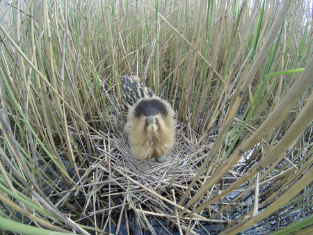 Botaurus stellaris. The nest of the Bittern in nature.  Russia, the Ryazan region (Ryazanskaya...