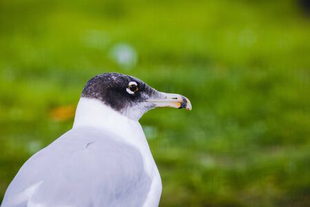Russia, The Moscow Zoo. Great Black-headed Gull (Larus ichthyaetus).の写真素材