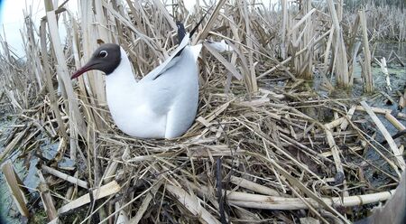 Larus ridibundus. The nest of the Black-headed in nature.の写真素材