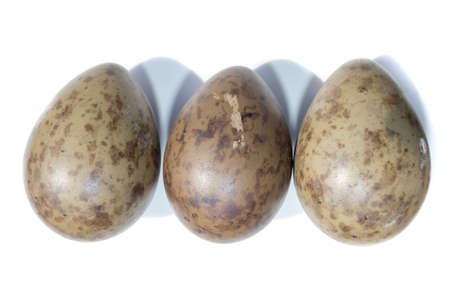 Larus ridibundus. The eggs of the Black-headed in front of white background, isolated.の写真素材