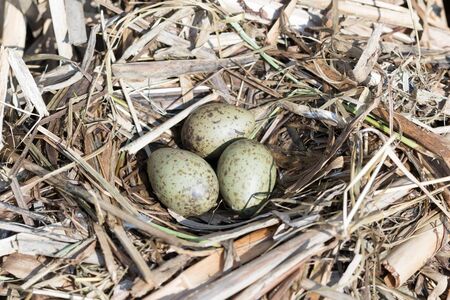 Larus ridibundus. The nest of the Black-headed in nature.の写真素材