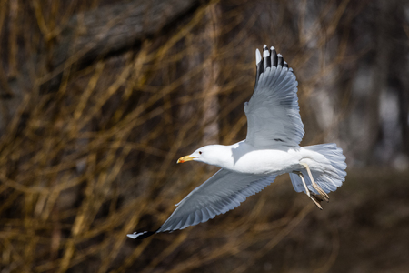Yellow-legged Gull (Larus cachinnans). Bird's species is identified inaccurately. Russia,  Moscow.の写真素材