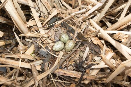 Larus ridibundus. The nest of the Black-headed in nature.の写真素材