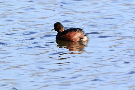 Black-necked Grebe (Podiceps nigricollis, Podiceps caspicus). Moscow region, Russiaの写真素材
