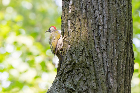 Green Woodpecker (Picus viridis). Russia, Moscowの写真素材
