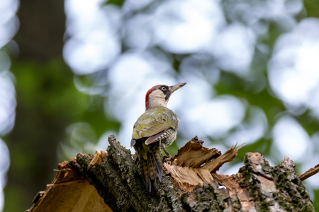 Green Woodpecker (Picus viridis). Russia, Moscowの写真素材