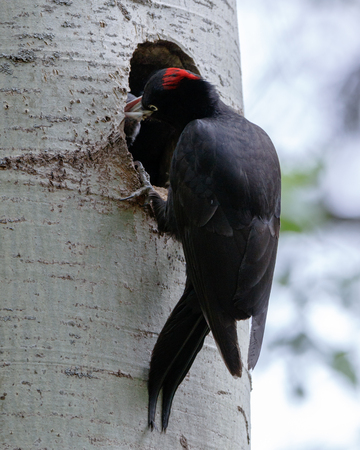 Dryocopus martius. The nest (hole) of the Black Woodpecker in nature. ??????. Russia,  Moscow.の写真素材