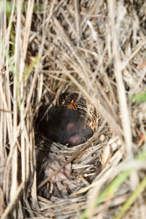 Locustella fluviatilis. The nest of the River Warbler in nature. Bird's species is identified inaccurately. Moscow region, Russiaの写真素材