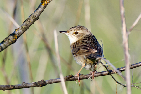 Grasshopper Warbler (Locustella naevia). Russia, the Ryazan region (Ryazanskaya oblast), the Pronsky District, Denisovo.の写真素材